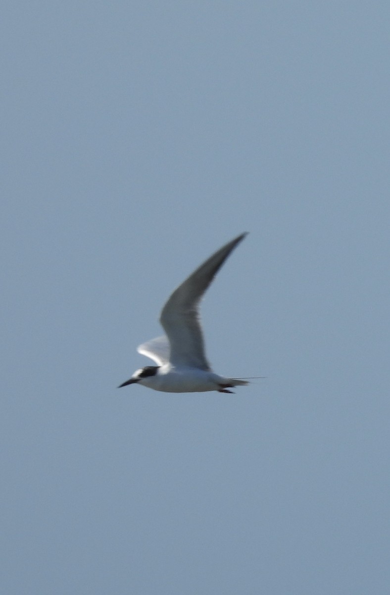 Forster's Tern - ML633520881