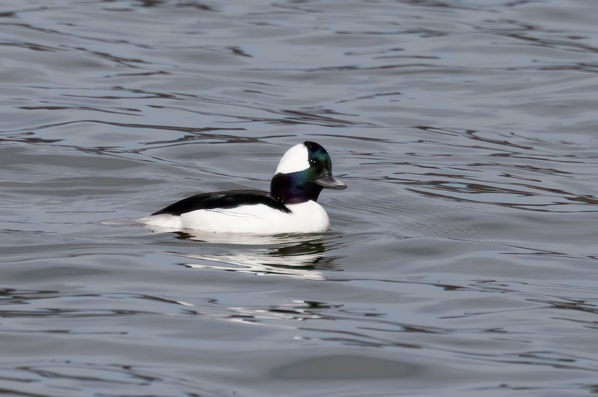 Bufflehead - ML633520890