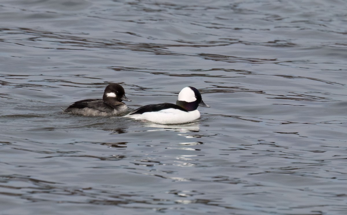 Bufflehead - ML633520891