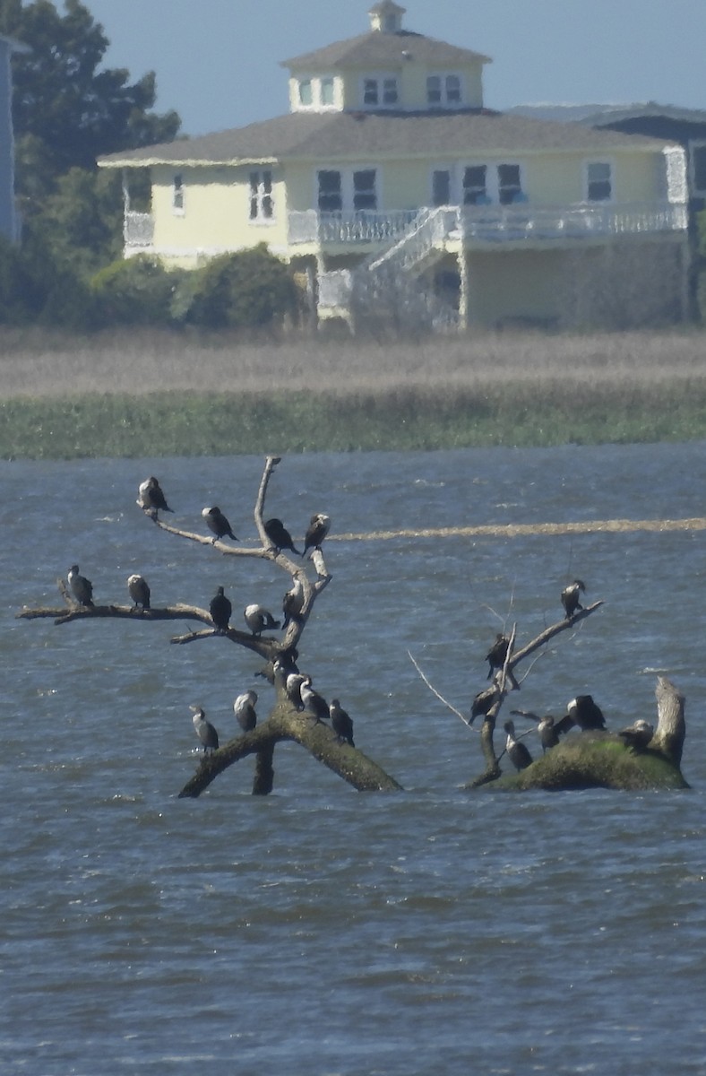 Double-crested Cormorant - ML633520892