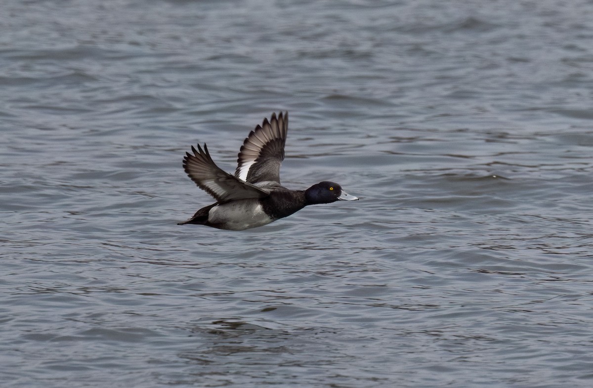 Lesser Scaup - ML633520907