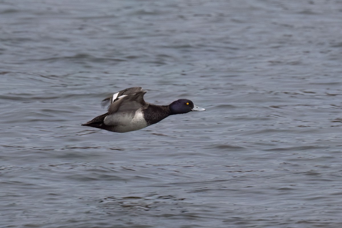 Lesser Scaup - ML633520908