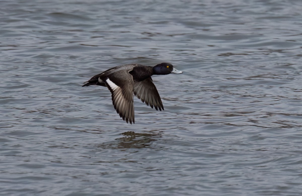 Lesser Scaup - ML633520909