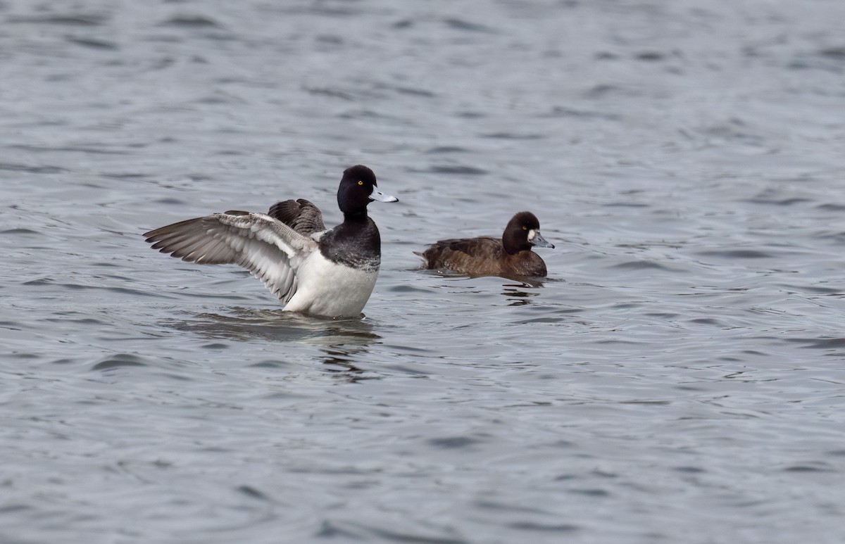 Lesser Scaup - ML633520910