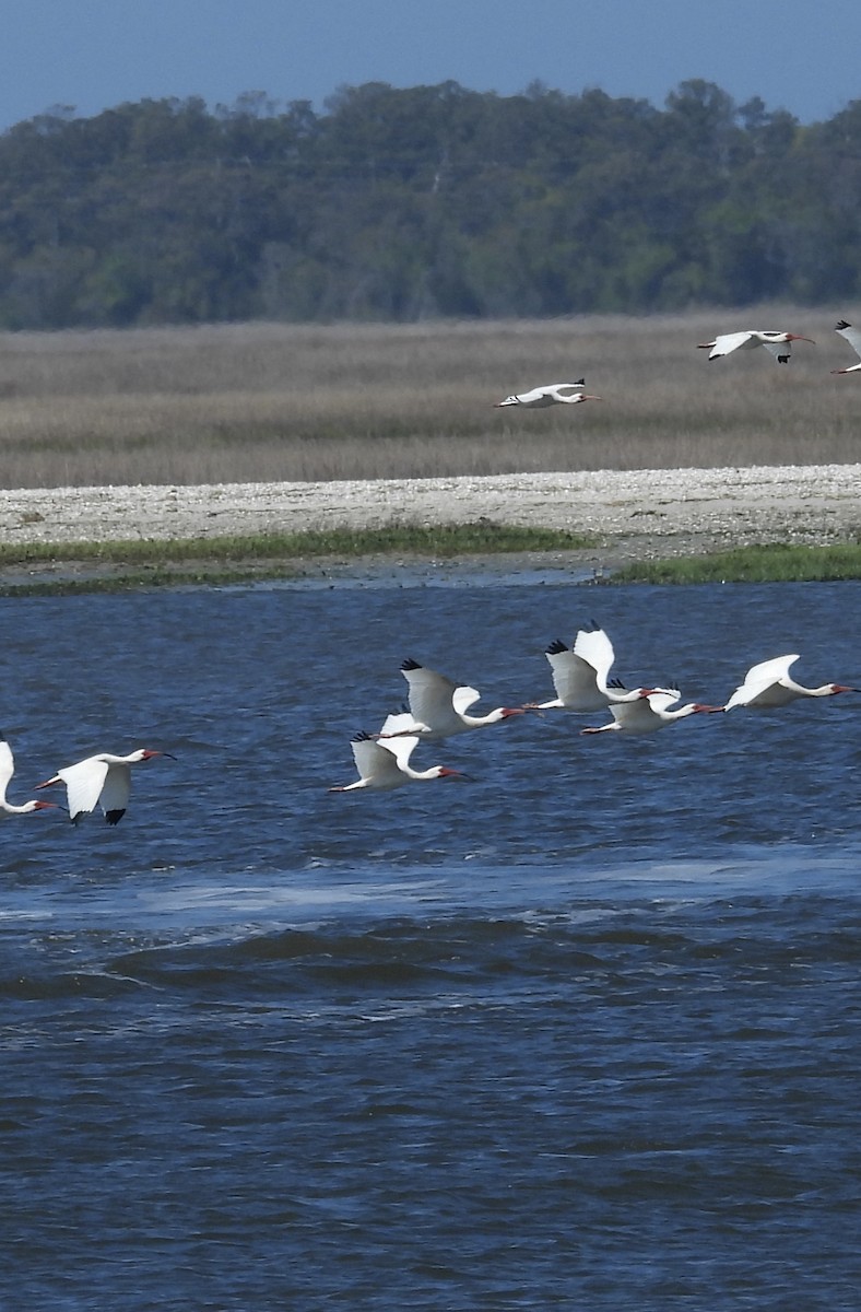 White Ibis - ML633520946