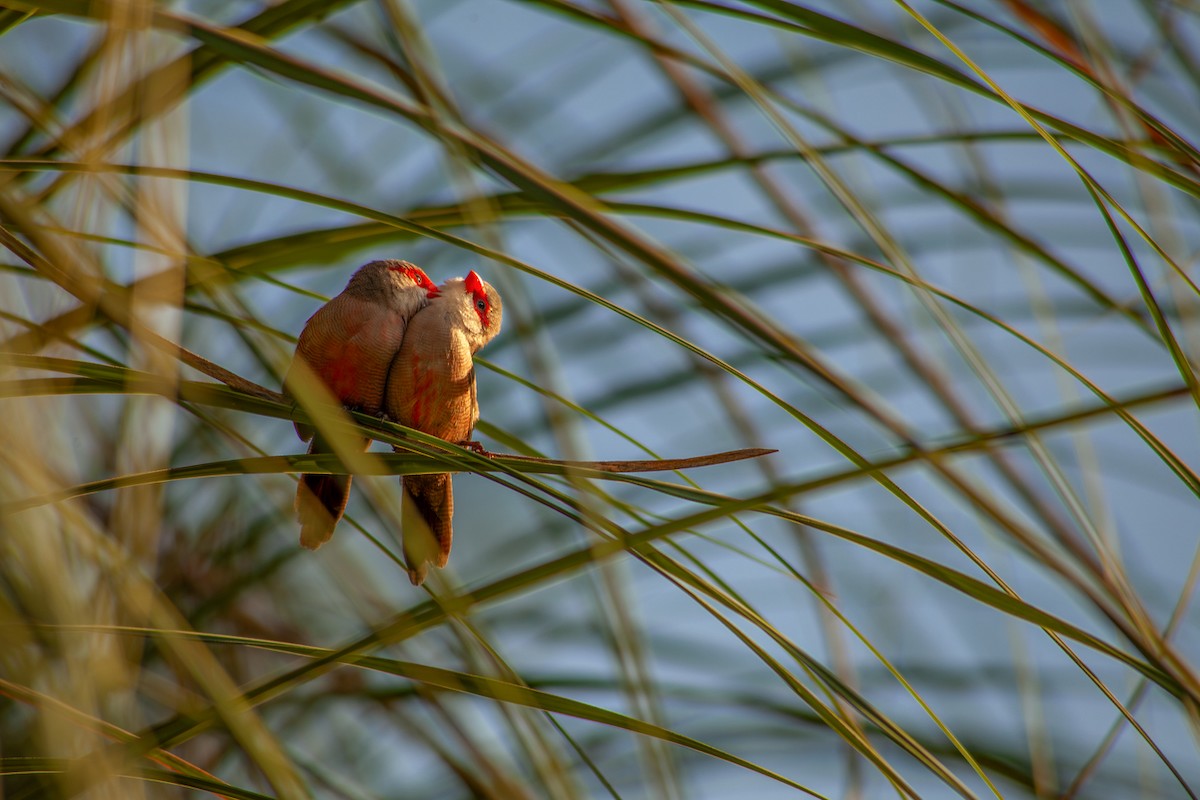 Common Waxbill - ML633520965