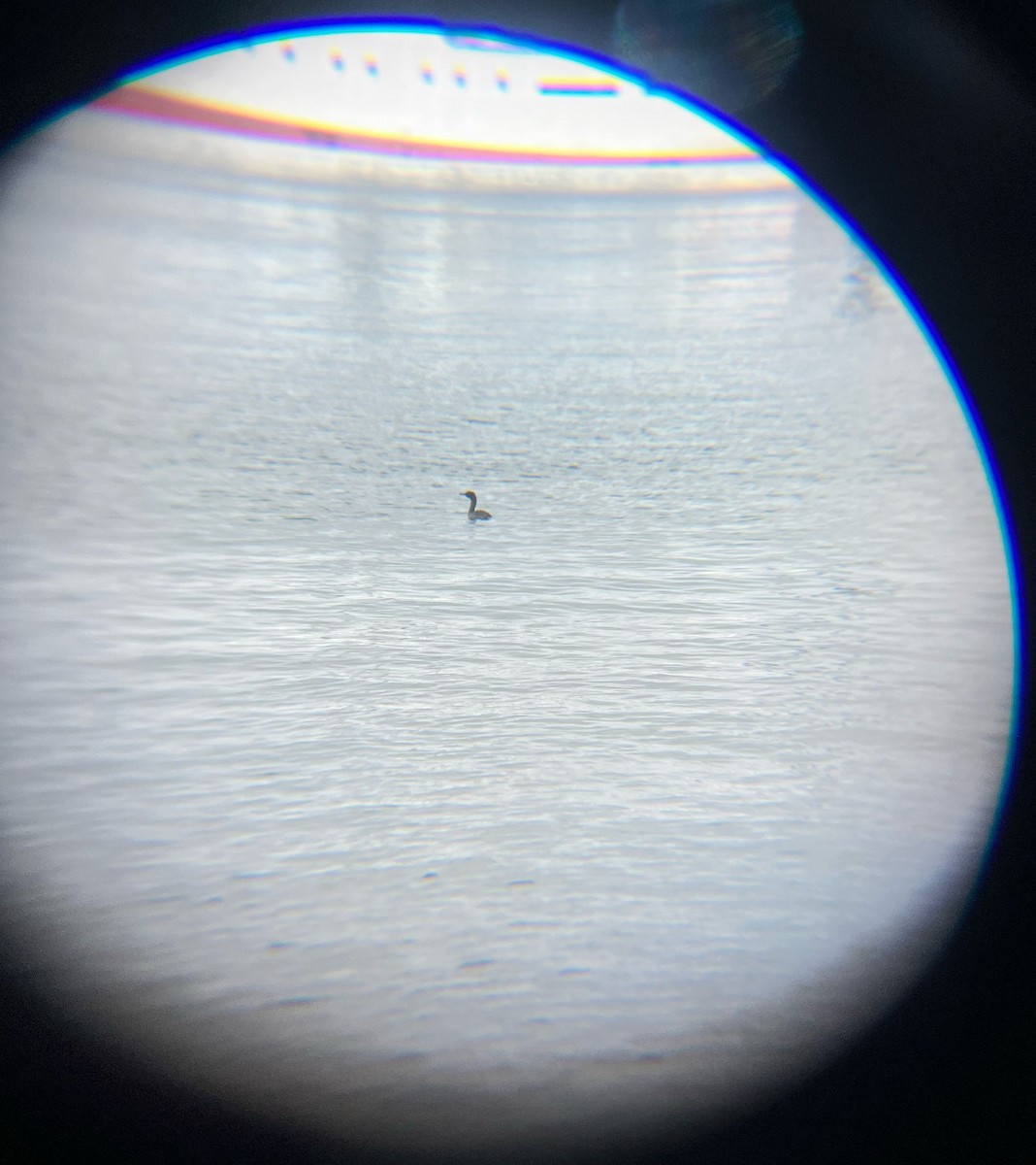 Pelagic Cormorant - ML633520969