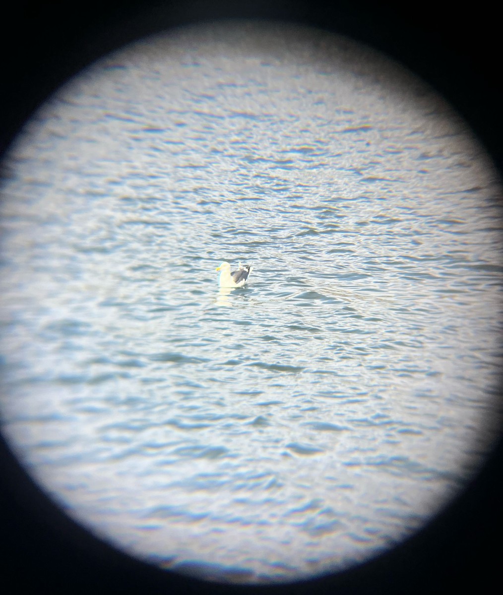 Slaty-backed Gull - ML633520973