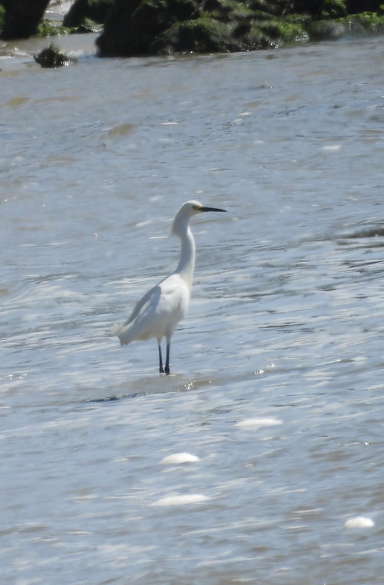 Snowy Egret - ML633520976
