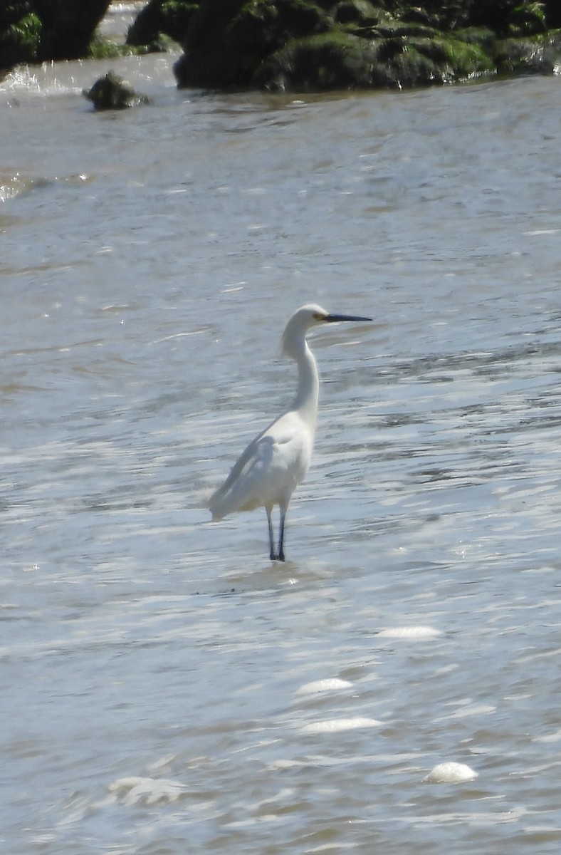 Snowy Egret - ML633520977