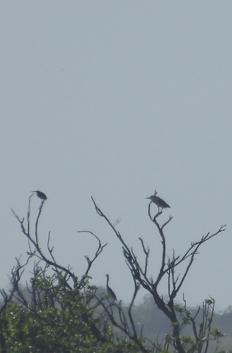 Green Heron - ML633520983