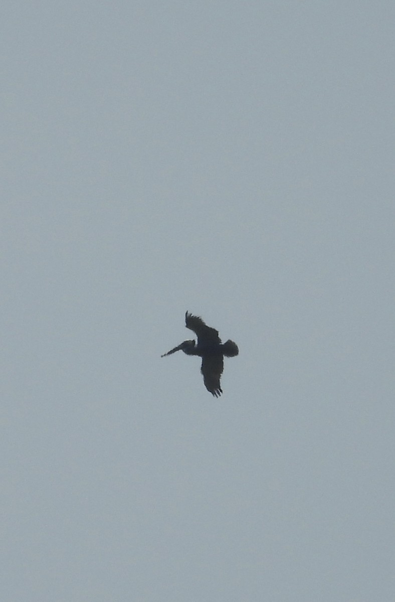 Brown Pelican - ML633520997