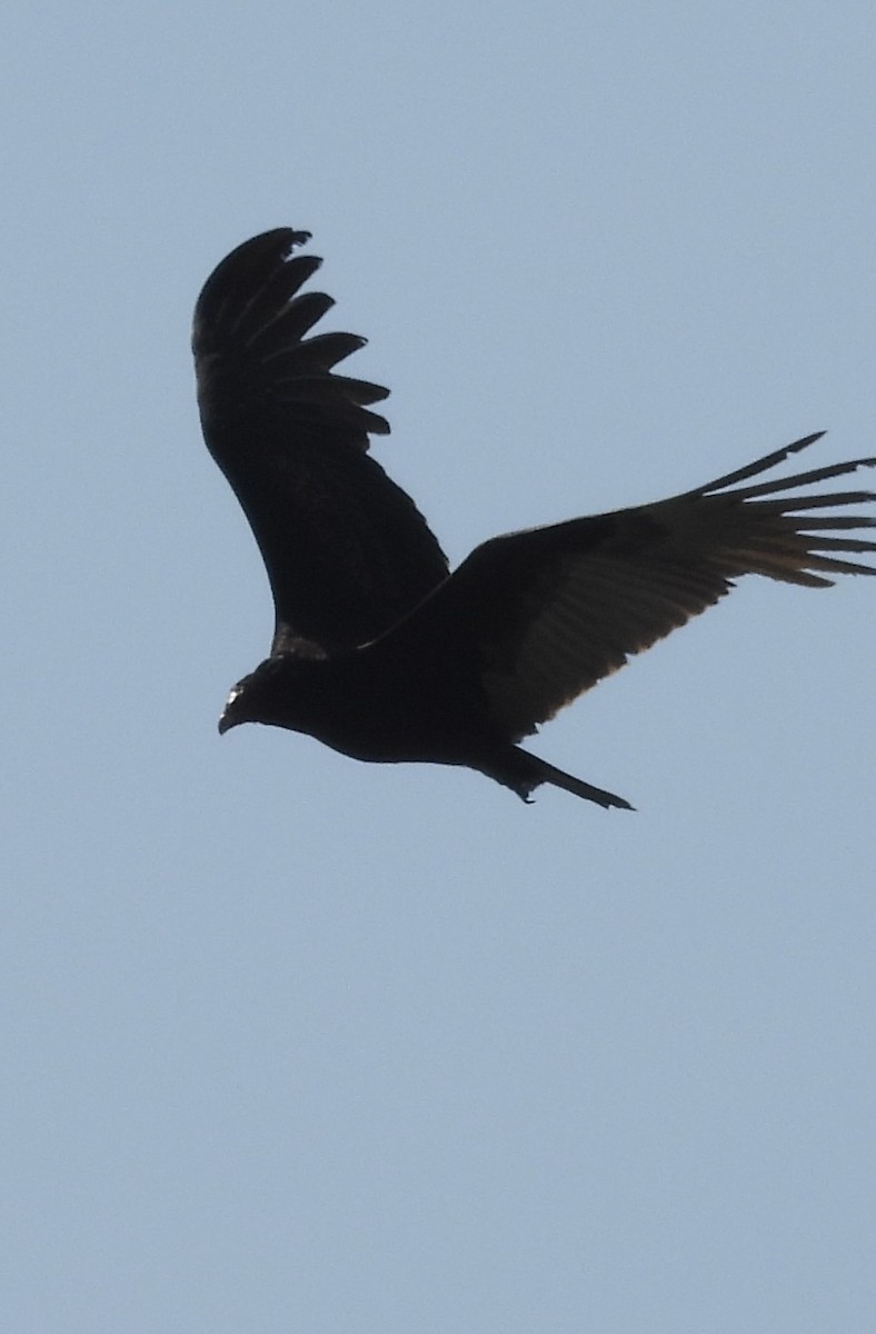 Turkey Vulture - ML633521001