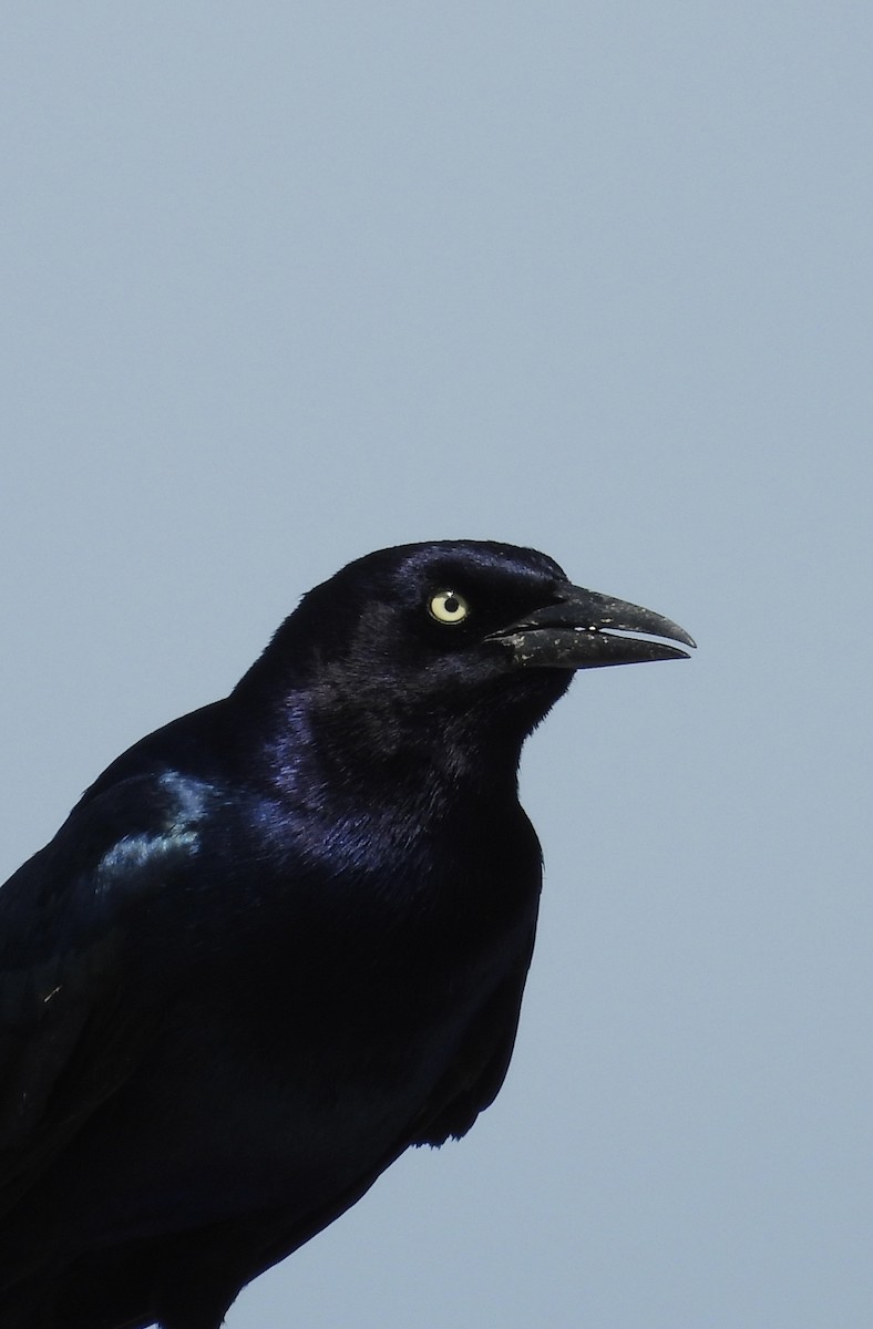 Boat-tailed Grackle - ML633521014