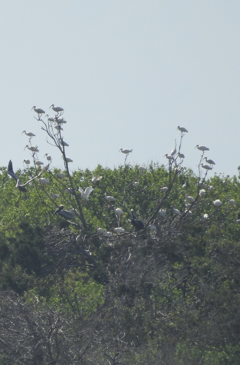 White Ibis - ML633521039