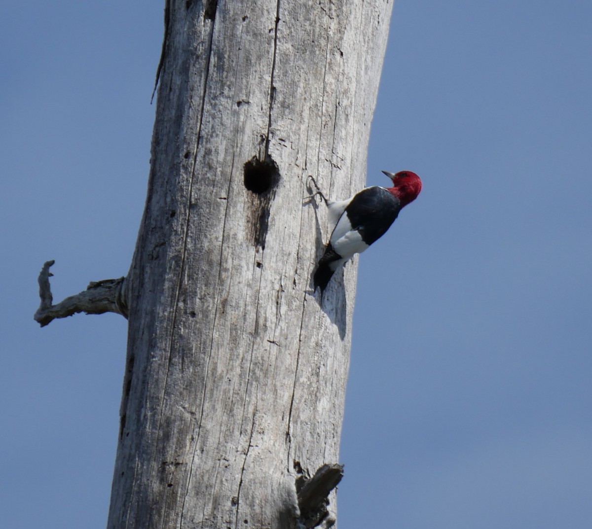 Red-headed Woodpecker - ML633521154