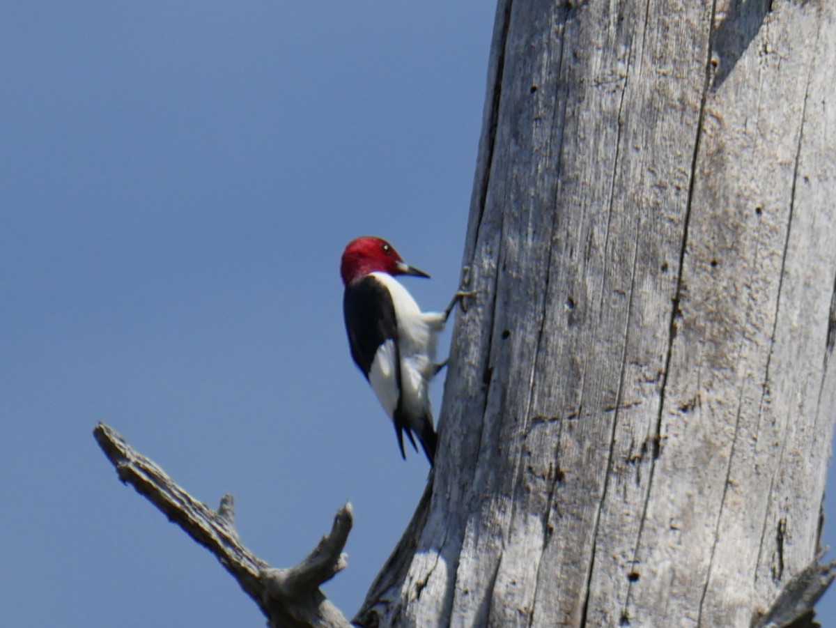 Red-headed Woodpecker - ML633521155