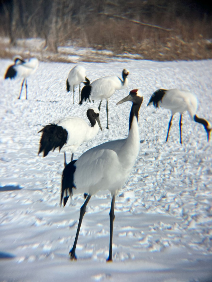 Red-crowned Crane - ML633521235