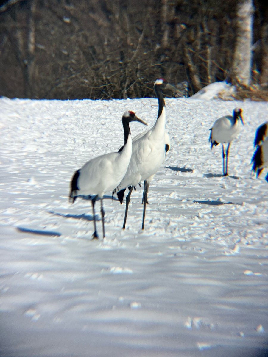 Red-crowned Crane - ML633521236
