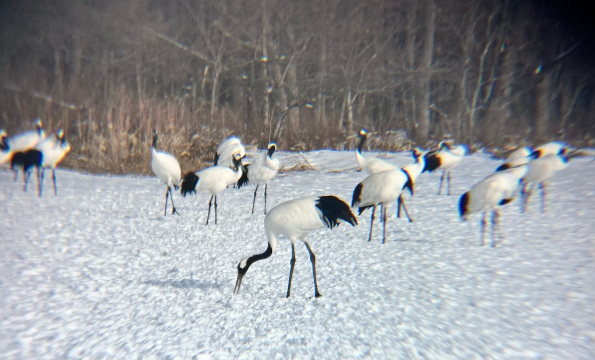 Red-crowned Crane - ML633521237