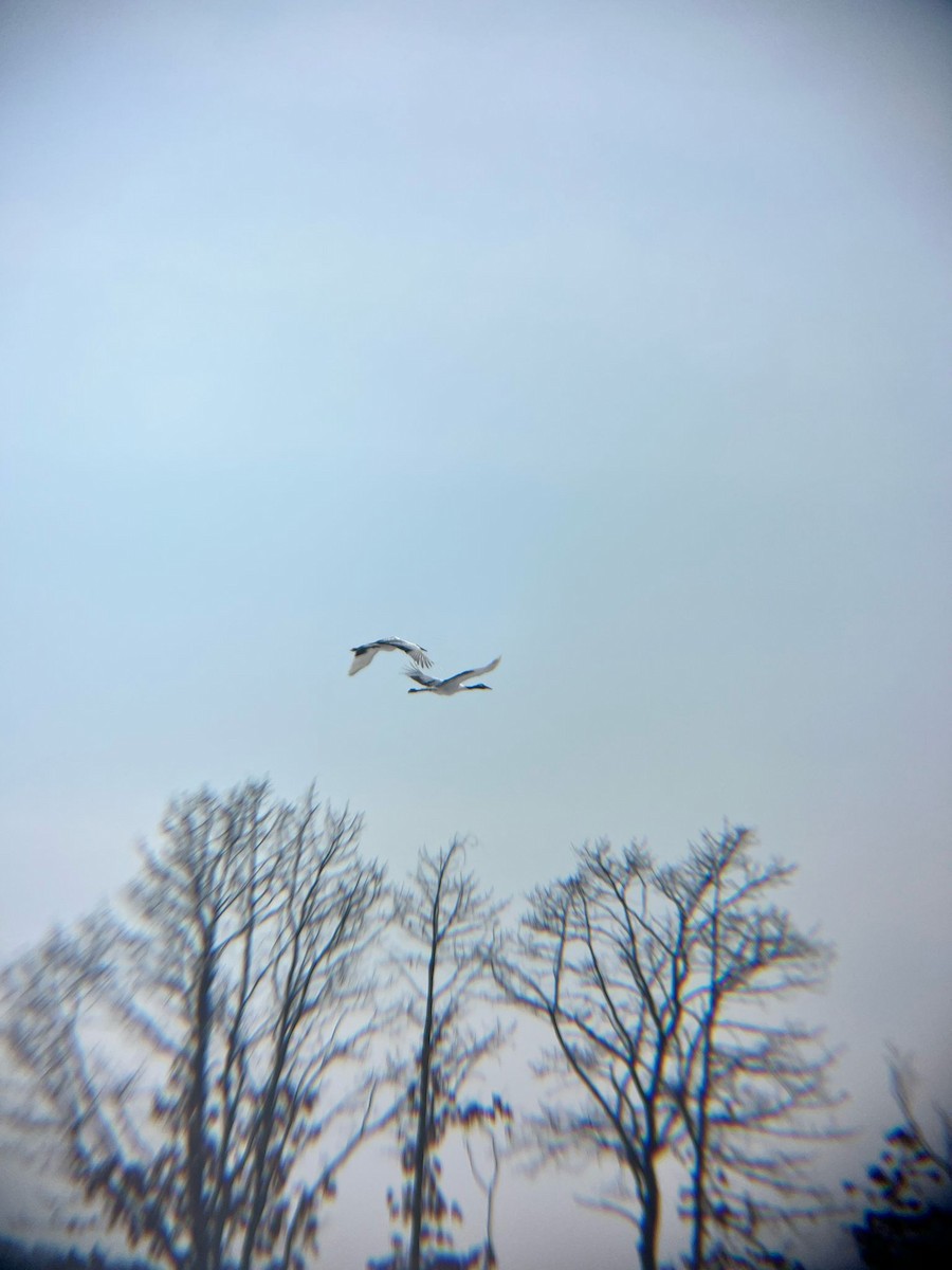Red-crowned Crane - Arif Emir