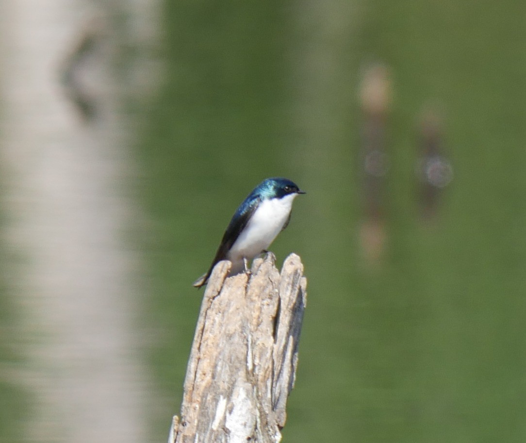Tree Swallow - ML633521802