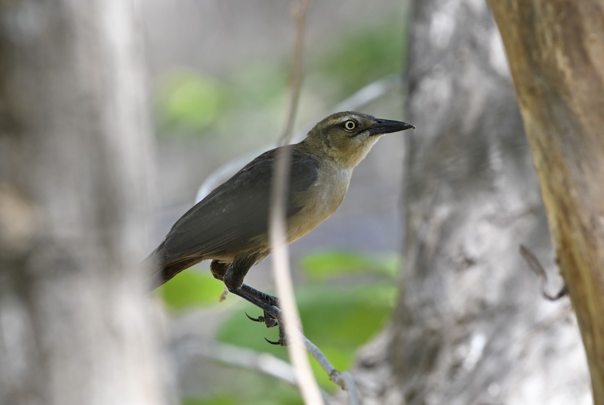 grackle sp. - ML633521950