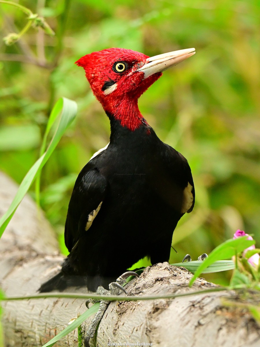 Cream-backed Woodpecker - Maximiliano Fontana Kriger