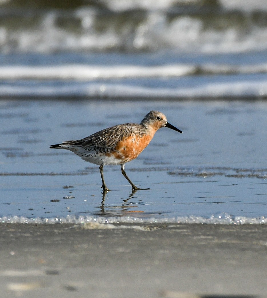 Red Knot - Jenn Clementoni