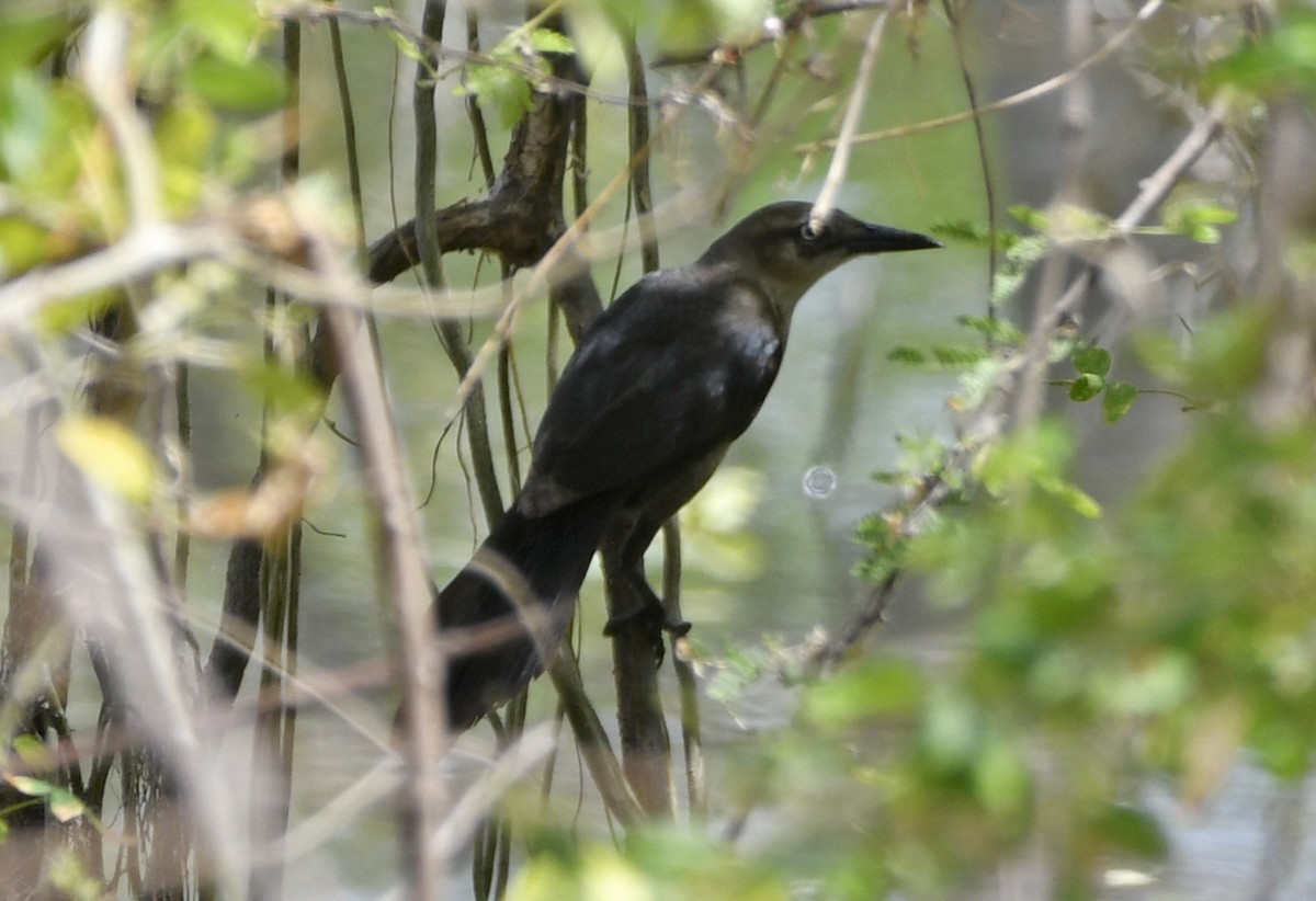 grackle sp. - ML633522225