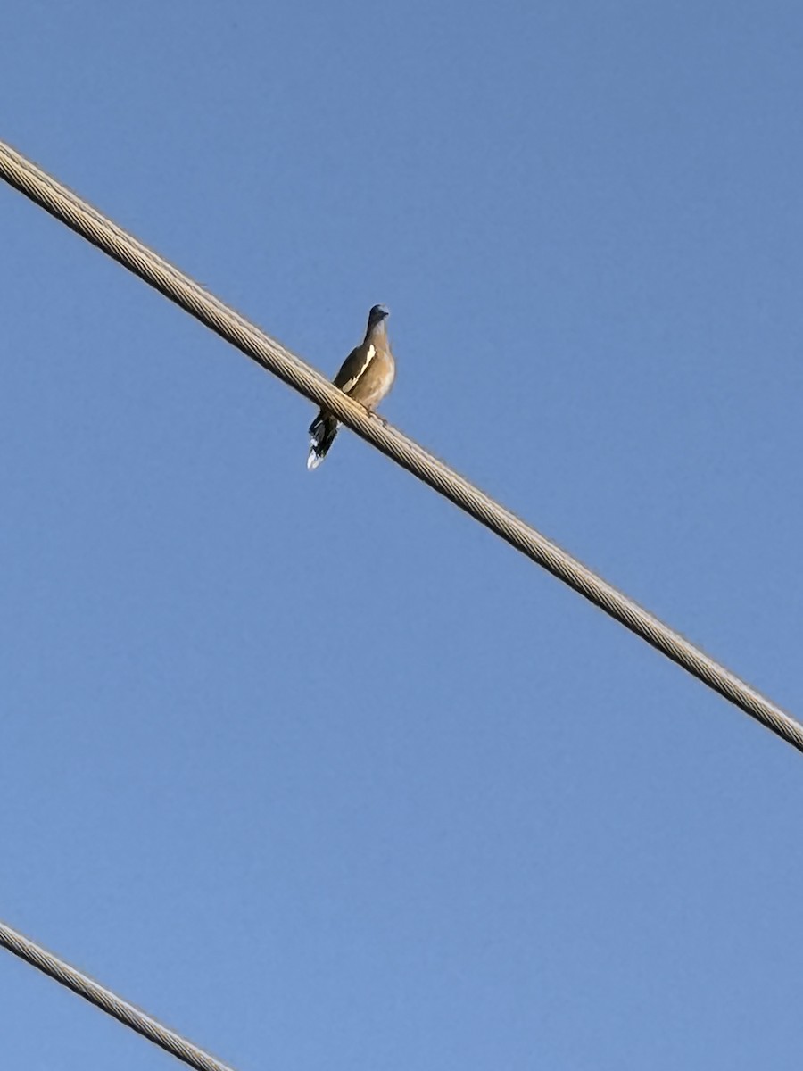 White-winged Dove - Susan Gorsky
