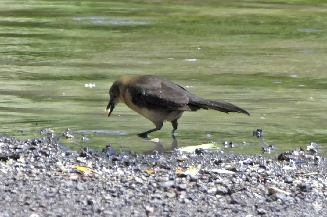 grackle sp. - ML633522264