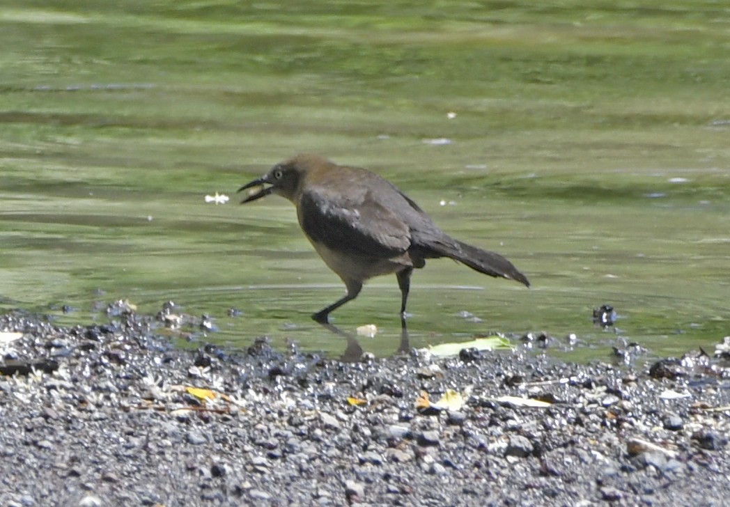 grackle sp. - ML633522265