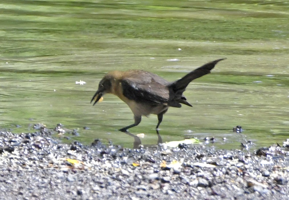 grackle sp. - ML633522266