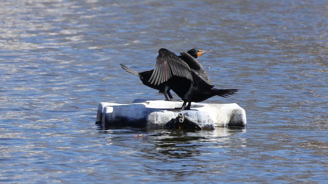 Cormorán Orejudo - ML633522401