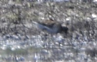 Calidris sp. (peep sp.) - ML633522414