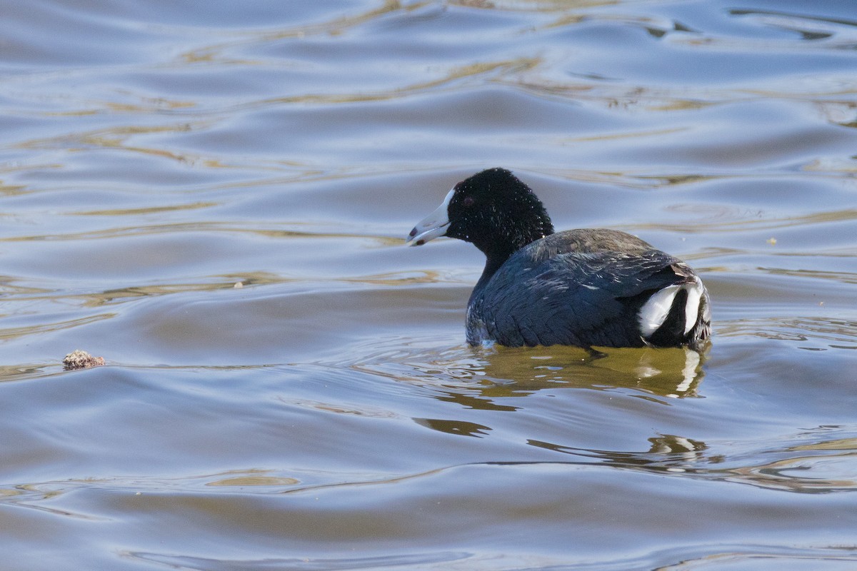 American Coot - ML633522444
