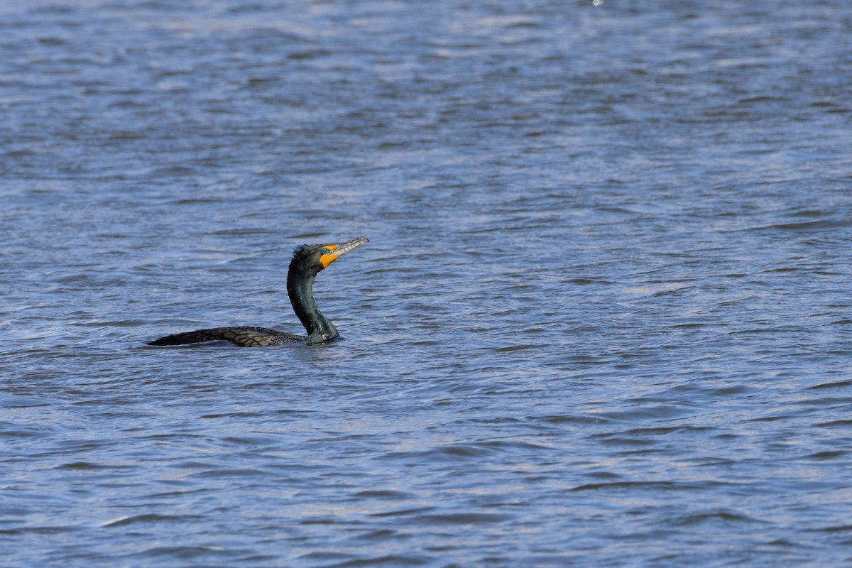 Double-crested Cormorant - ML633522460