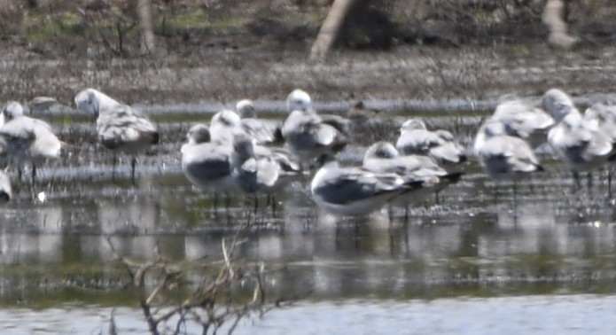 Mouette atricille - ML633522485