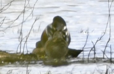 Canard souchet - ML633522538