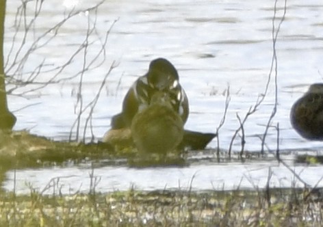 Canard souchet - ML633522539