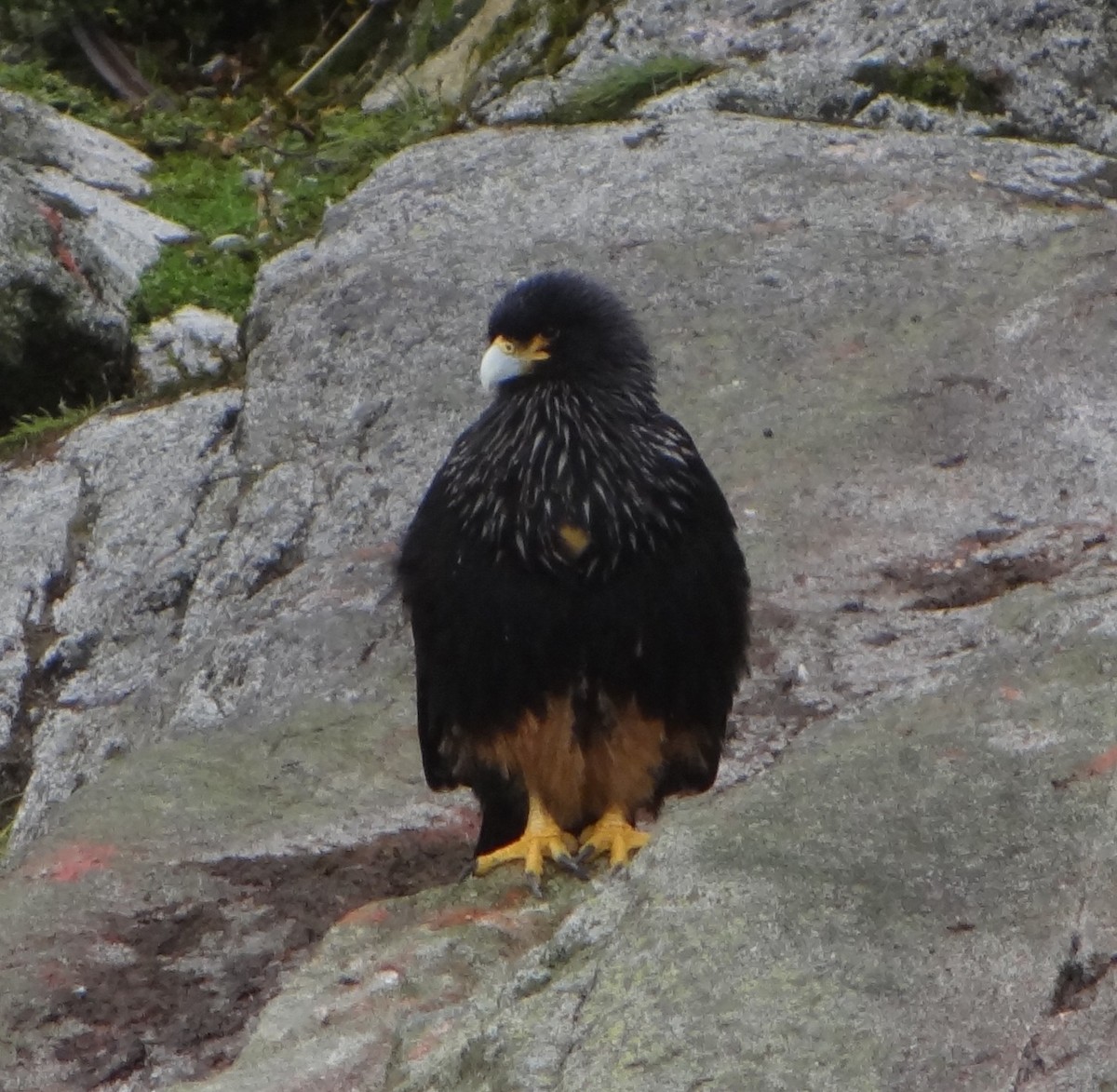 Striated Caracara - ML633522544