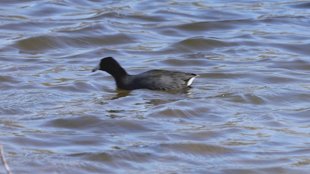 American Coot - ML633522566