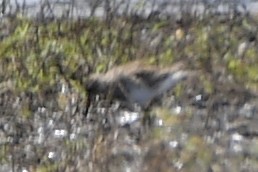 Calidris sp. (peep sp.) - ML633522579
