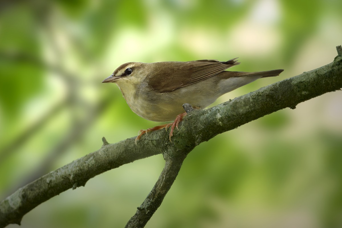 Swainson's Warbler - Corby Amos