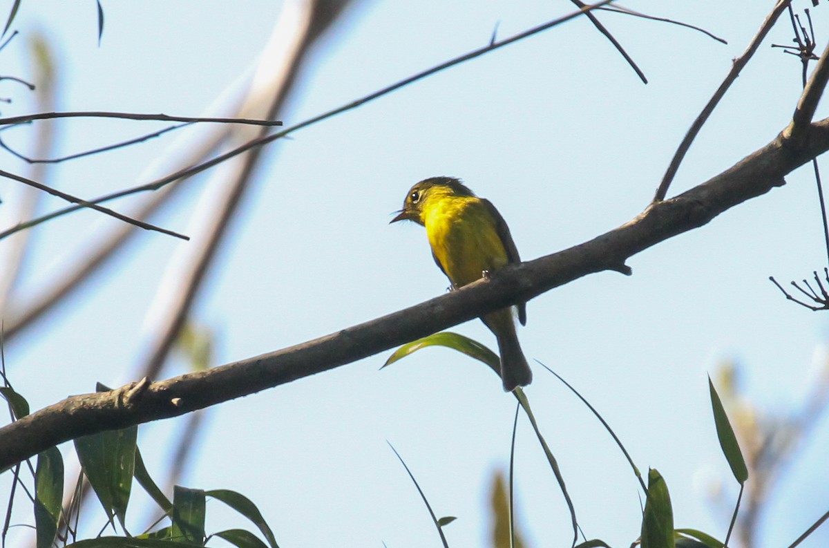 Citrine Canary-Flycatcher - ML633522795
