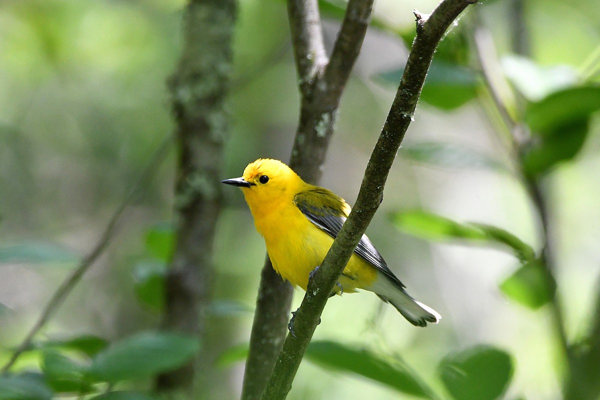 Zitronenwaldsänger - ML633522832