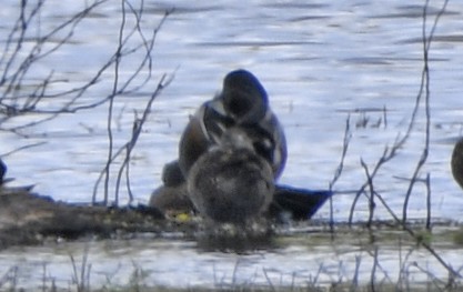 Canard souchet - ML633522864