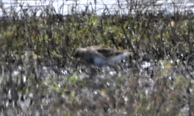 Calidris sp. (peep sp.) - ML633522995