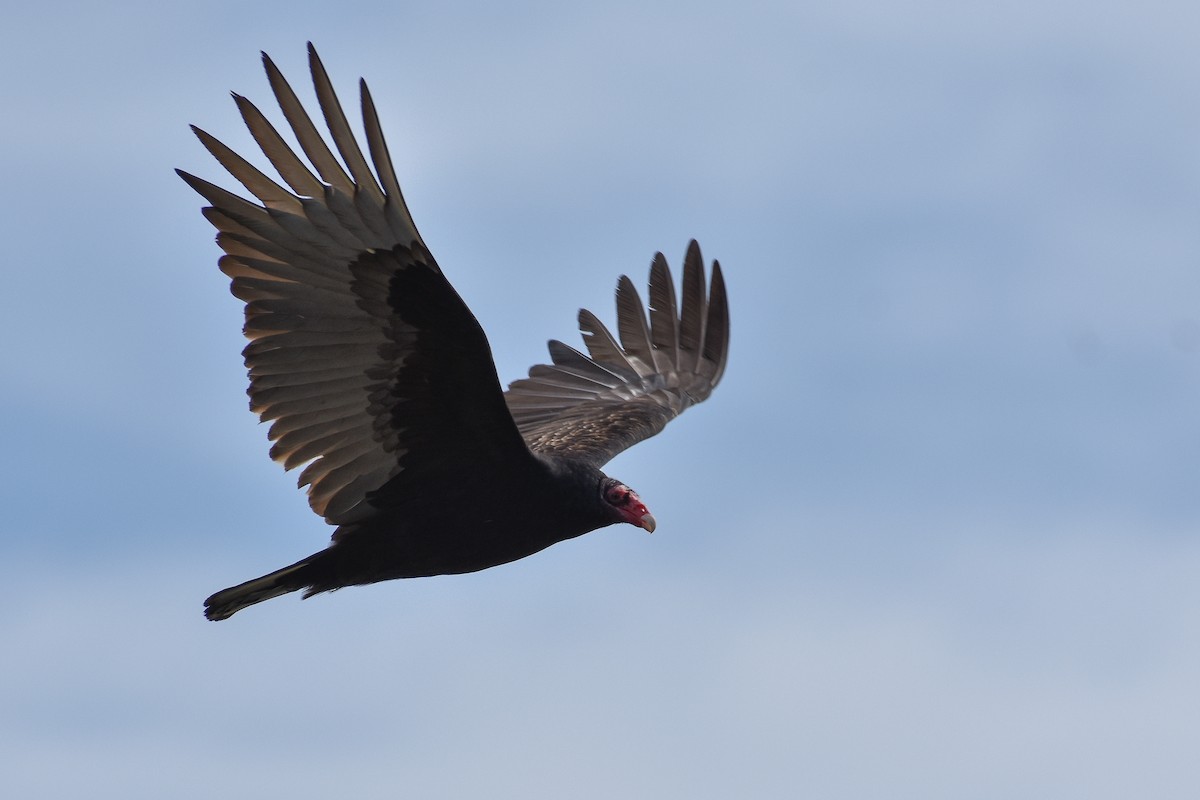 Urubu à tête rouge - ML633523066